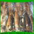 LongSheng round squid supplier for business for cafe
