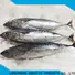 LongSheng wholesale bonito fish price for business for seafood shop