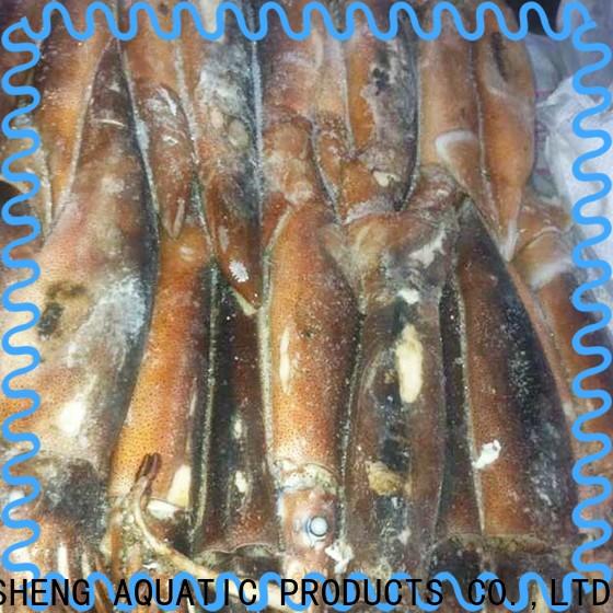 LongSheng healthy frozen loligo squid company for cafe