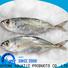 healthy Frozen Horse mackerel whole round mackerel for cafeteria