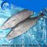 LongSheng Latest frozen bonito tuna company for family