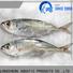 popular frozen fish horse mackerel trachurus Supply for cafeteria