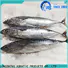 LongSheng Wholesale frozen seafood bonito fish Suppliers for seafood shop