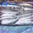 LongSheng frozen frozen pacific saury wr for cafeteria