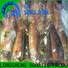LongSheng tt frozen whole squid for business for cafe