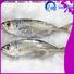 LongSheng trachurus frozen horse mackerel suppliers for restaurant