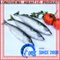 LongSheng frozen mackerel china