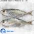 LongSheng High-quality Frozen Horse mackerel whole round for business for hotel