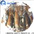 bulk purchase frozen cuttle fish whole round round company for cafe