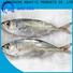 LongSheng whole horse mackerel fish frozen for hotel