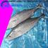 LongSheng fish frozen bonito tuna price for lunch