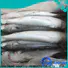 High-quality frozen grey mullet grey Supply for market